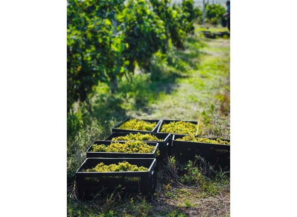 New Harvest Season Begins