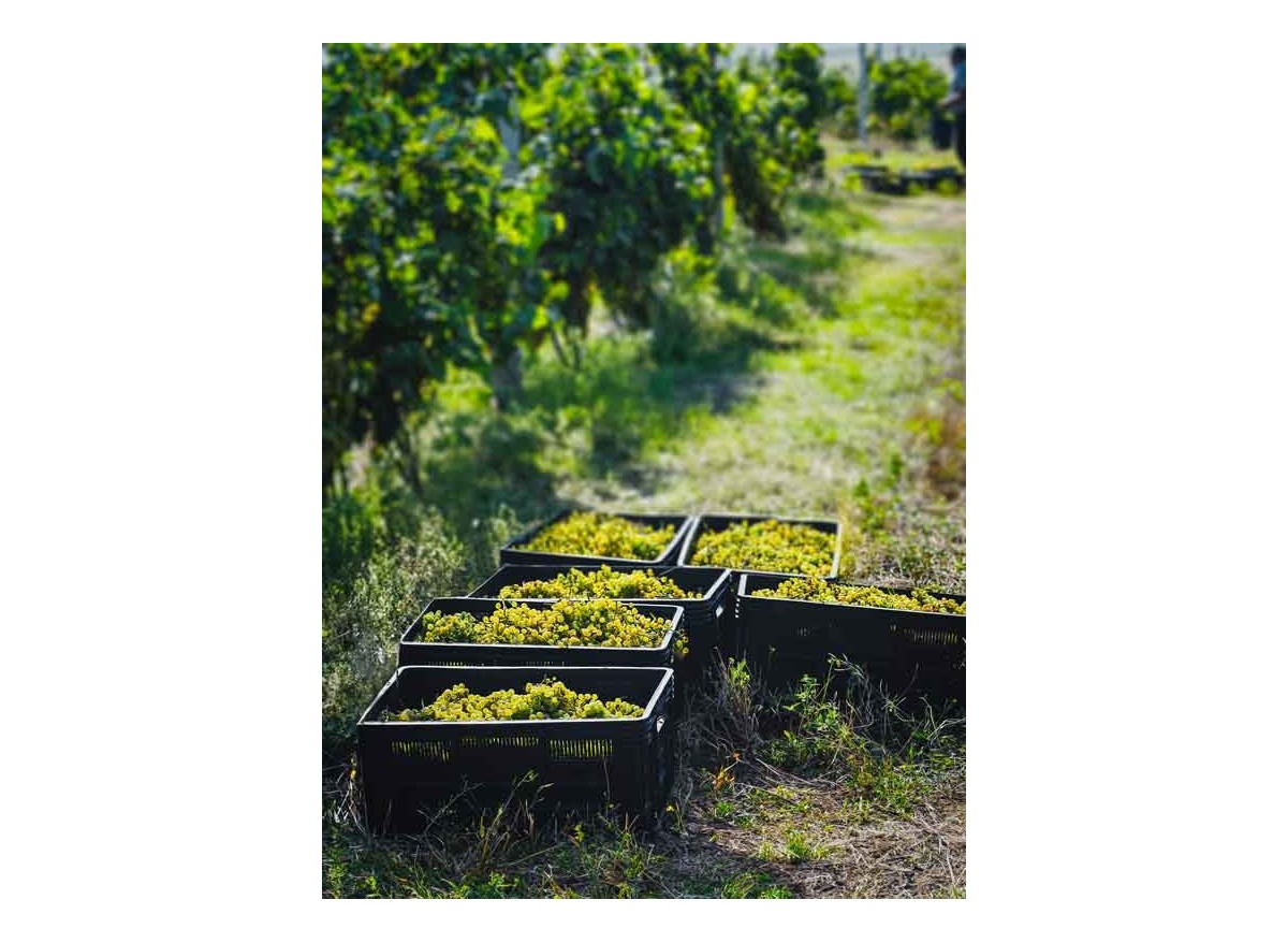 New Harvest Season Begins